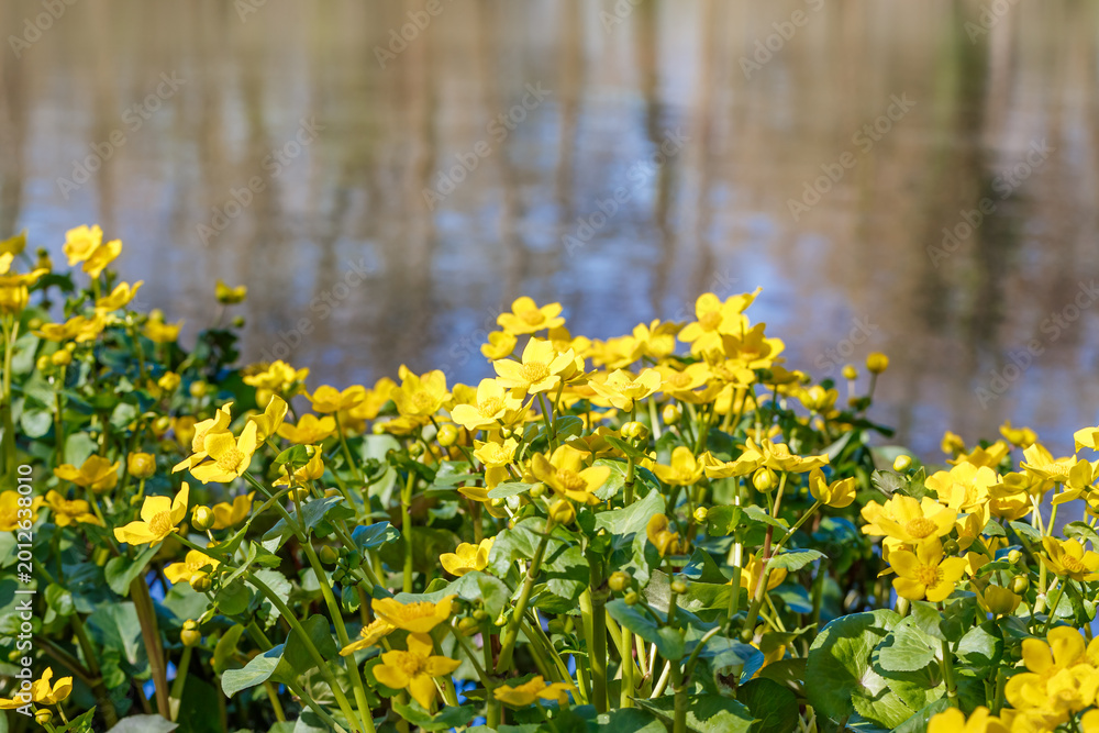 Fototapeta premium Bright yellow flowers grow near a calm water body in a natural setting during a sunny day