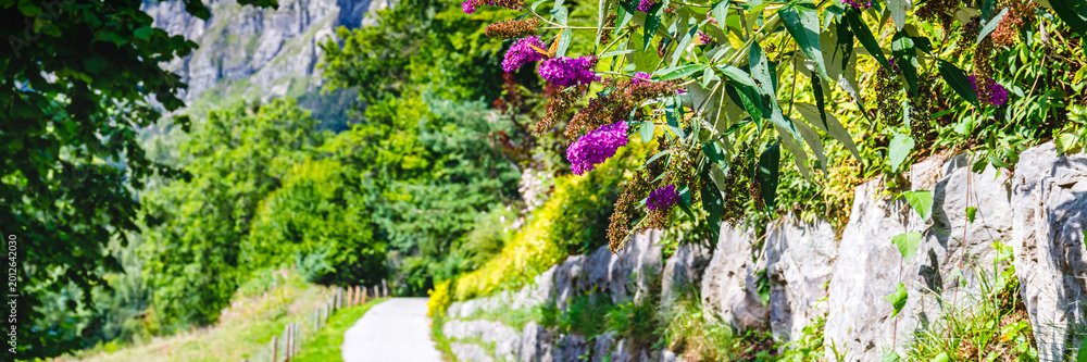 Obraz premium Pathway lined with flowers in a green landscape during a sunny day in a rural area