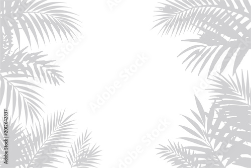 Shadows of Palm Leaves on a White Background.