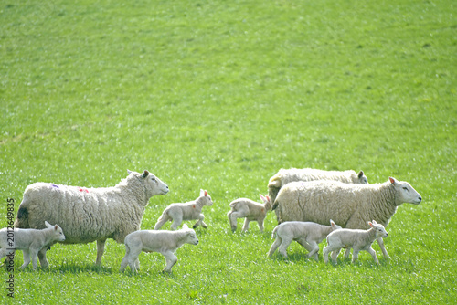 Sheep and lambs in fields at Draughton near Skipton on the edge of the Yorkshire Dales National Park