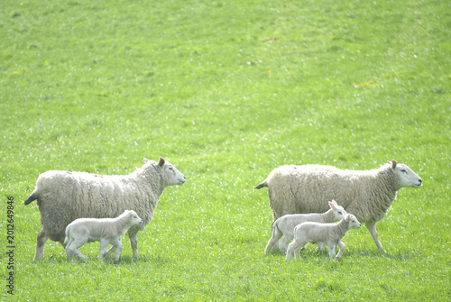 Sheep and lambs in fields at Draughton near Skipton on the edge of the Yorkshire Dales National Park