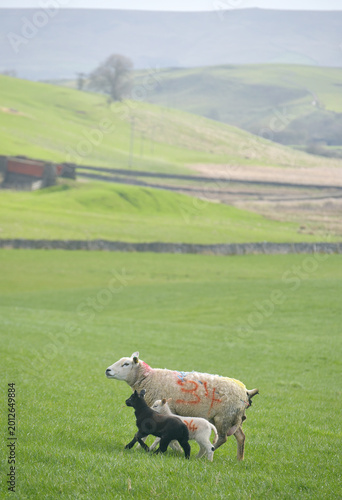 Sheep and lambs in fields at Draughton near Skipton on the edge of the Yorkshire Dales National Park