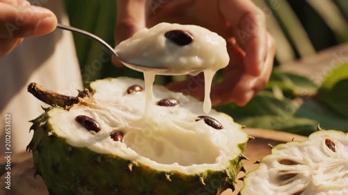 Soursop fruit being eaten with spoon, fresh ripe guanabana with white pulp and black seeds, tropical custard apple exotic food close up