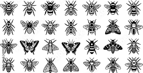 Foto Nature Insects Black and White Line Art