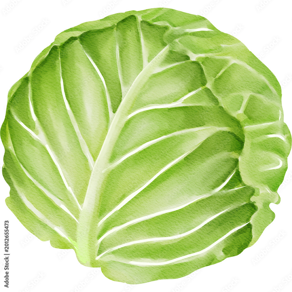 Obraz premium Watercolor Illustration of a Fresh Cabbage 