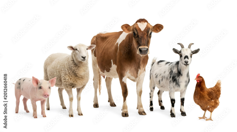 Obraz premium Group of various farm animals: piglet, sheep, cow, goat, and chicken standing together isolated on a white background.