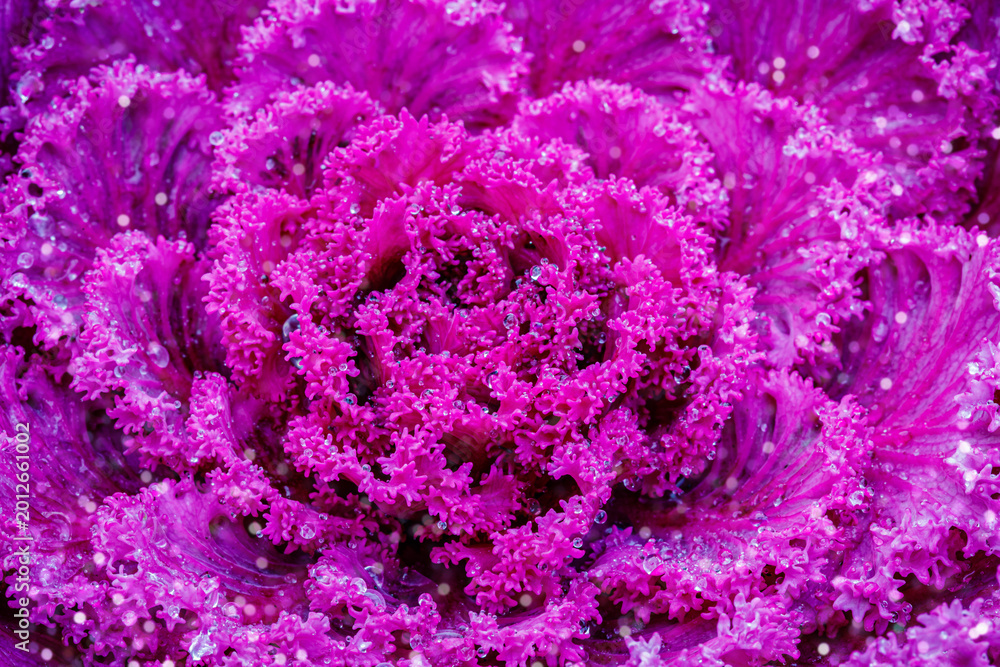 Obraz premium Close view of a vibrant purple ornamental cabbage plant in sunlight with detailed texture and leaf patterns