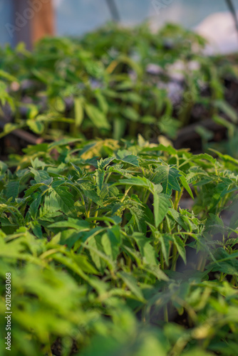 Картината върху платно Young Green Seedlings in a Greenhouse
