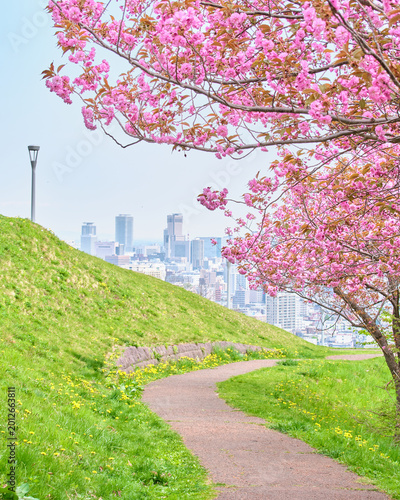 Fotografía 八重桜が見頃を迎えた春の旭山記念公園と札幌市街の眺望 View of Sapporo city and spring's Asahiyama Memorial
