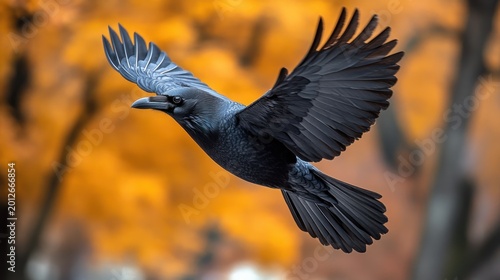 Majestic raven in flight against a backdrop of autumnal colors
