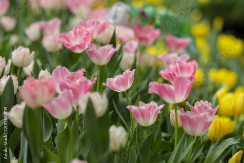 Baby pink and white tulips in a garden festival with yellow tulips in the background 