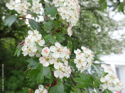 detail of white blossoming tree in spring