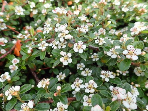detail of white blossoming tree in spring