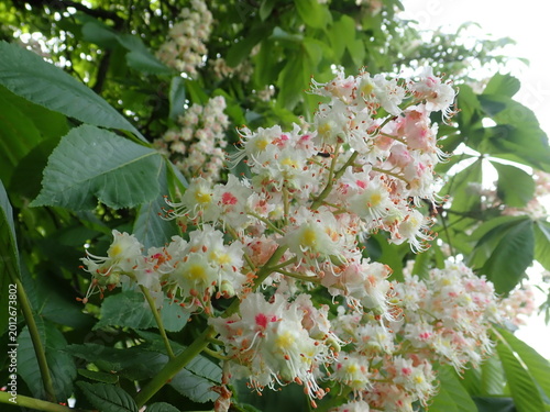 detail of white blossoming chestnut tree in spring