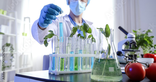 Male agricultural engineer with plant samples on table in laboratory, closeup