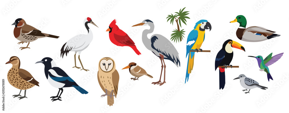 Fototapeta premium Collection of various bird species including parrot, toucan, owl, duck, cardinal, crane, and hummingbird in a flat vector style
