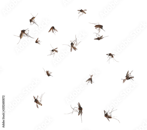 Foto Swarm of Mosquitoes Flying Isolated on Transparent Background.
