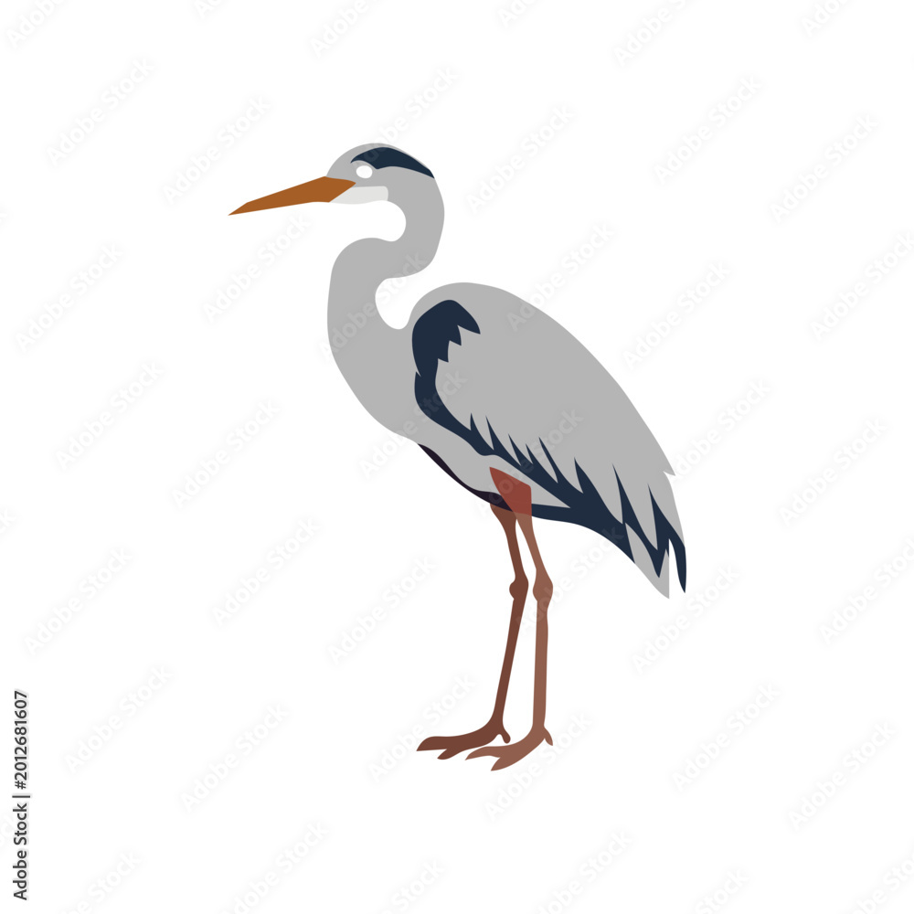 Fototapeta premium Grey heron bird standing, vector illustration