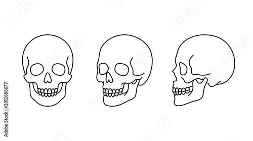 A distinctive collection of line art illustrations of skulls, presented in a minimalistic style that emphasizes the intricacies of their design and structure.
