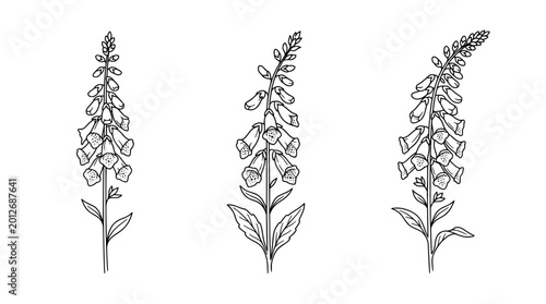 This image features a delicate line art design of foxglove flowers, showcasing their beautiful outlines and monoline style, perfect for minimalistic decor and nature themes.