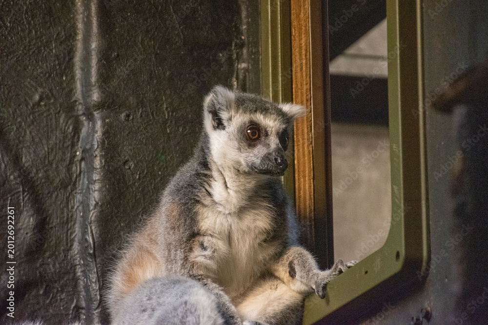 Fototapeta premium Ring-tailed lemur exhibiting curious behavior, emphasizing Madagascar's unique wildlife and conservation needs. Perfect for nature and animal enthusiasts.