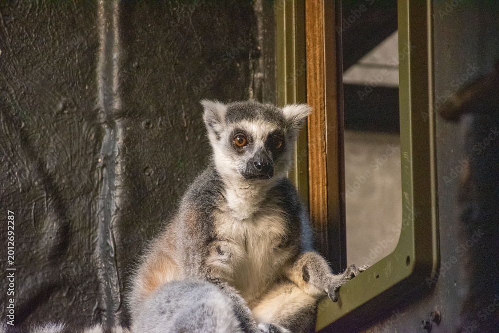 Fototapeta premium Ring-tailed lemur resting, native to Madagascar. A memorable glimpse into wildlife reflecting biodiversity and conservation efforts.