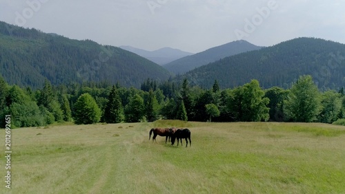 Konstfotografi Majestic aerial view of wild horses grazing peacefully