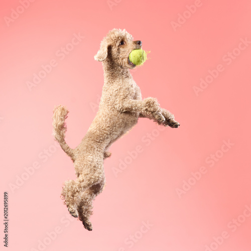 A light brown poodle flies through the air carrying a toy. The background is pink and flat, emphasizing the flying shape.