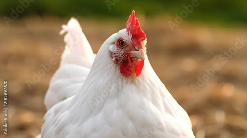 Close up portrait of a white Leghorn chicken with a bright red comb looking around in a farmyard