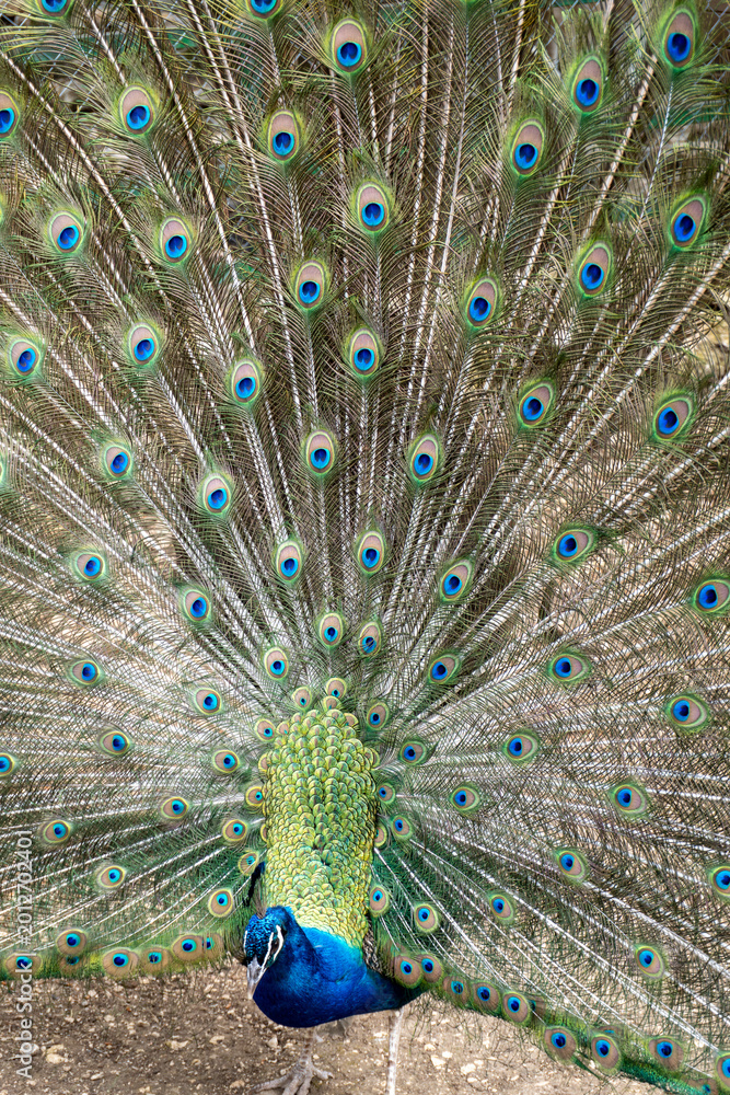 Fototapeta premium Peacock displaying colorful tail feathers in full courtship display