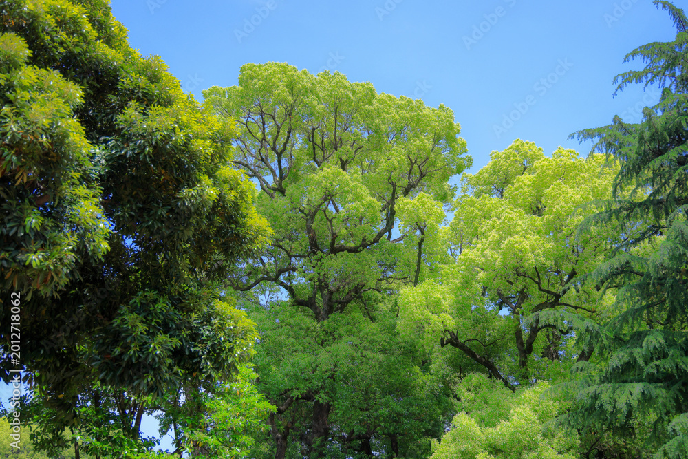 Fototapeta premium 都心散歩 日比谷公園の森