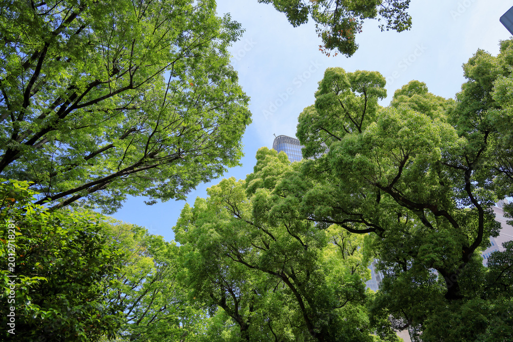 Fototapeta premium 都心散歩 日比谷公園の森