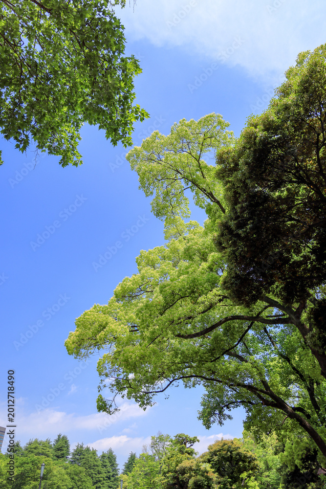 Fototapeta premium 都心散歩 日比谷公園の森