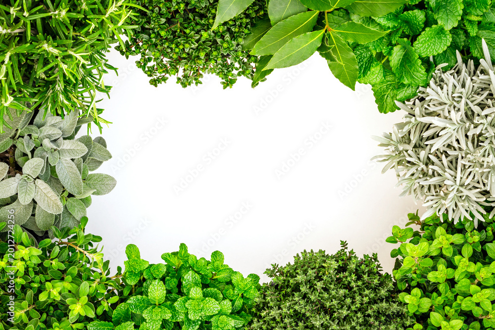 Obraz premium Fresh herbs surround a blank space on a white background for cooking or gardening activities
