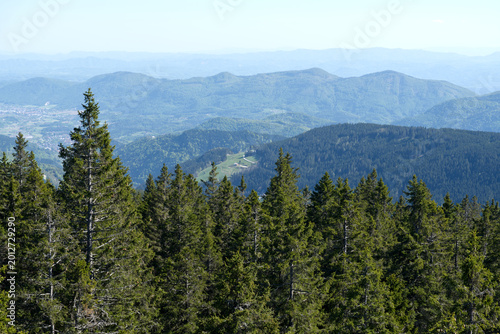 High angle view of spruce trees under clear sky in summer. Nature background for travel and environment concepts.