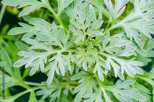 Fotografie Close view of fresh artemisia leaves growing in a garden showing their distinct