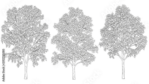 Foto Detailed 2D CAD illustrations of three trees in a row showcasing their unique le