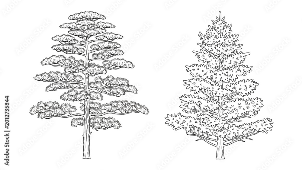 Fototapeta premium 2D CAD drawings of two pine trees side by side in landscape