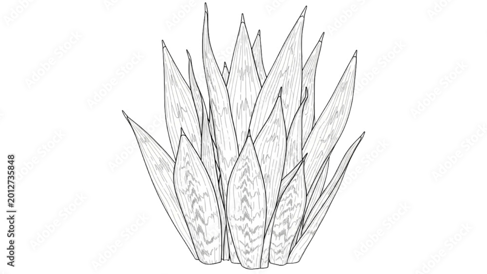 Fototapeta premium Detailed 2D CAD illustration of a plant with sharp leaves