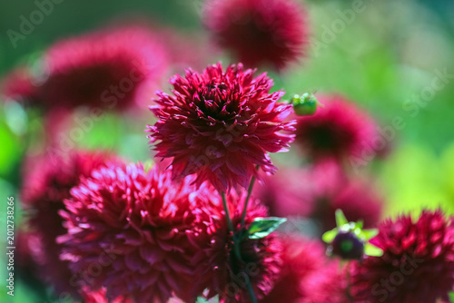 Photos Autumn blooming plant Dahlia