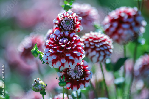 Tableau sur toile Autumn blooming plant Dahlia