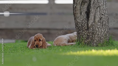 Adorable puppies having fun on green grass, sunny day, 4K slow motion