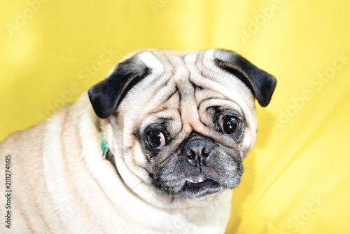 Foto Old pug, yellow backdrop.