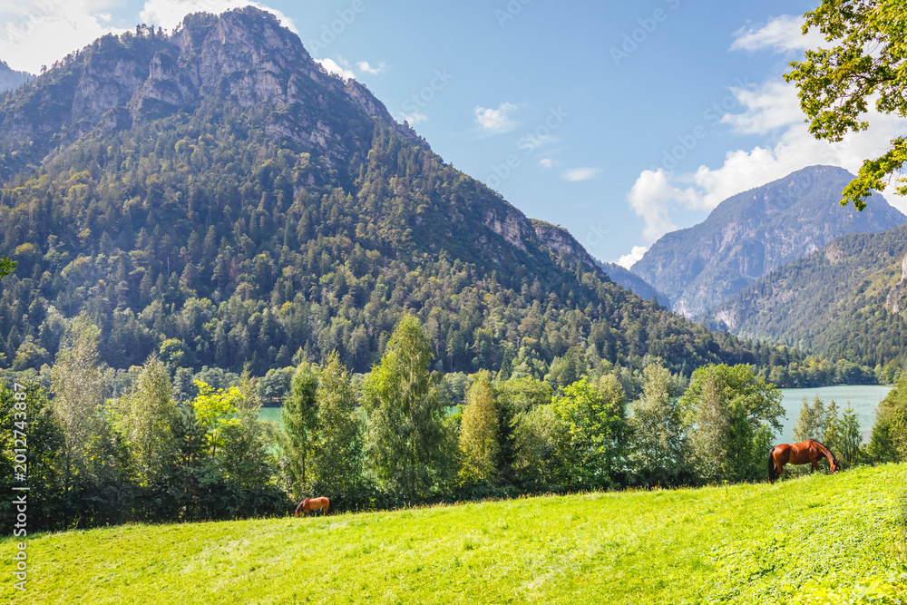 Fototapeta premium Horses graze in a green field near a lake with mountains in the background on a sunny day