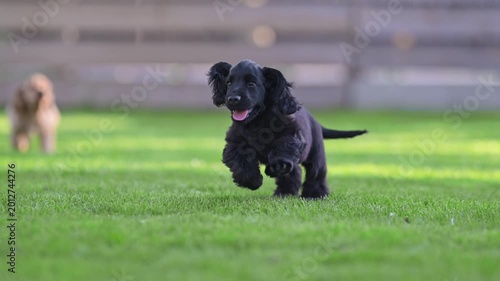 Happy spaniel puppies playing in backyard on sunny day, 4K slow motion