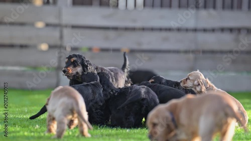 Funny spaniel puppies playing with their mom at home, adorable 4K slow motion moment