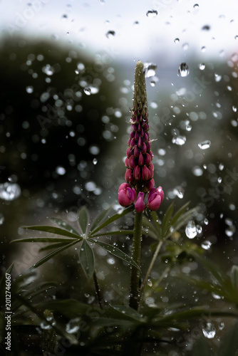 Canvastavla Pink Lupine