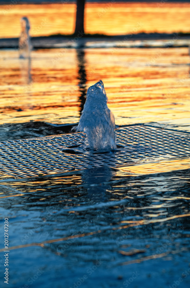 Fototapeta premium Atmospheric evening view of street fountain at sunset. Fountain on embankment of pond. Cityscapes.