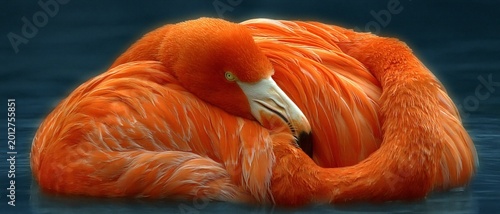 A bright orange flamingo sleeps curled up in a ball on the water, providing a serene backdrop for articles on wildlife and the gracefulness of animals.