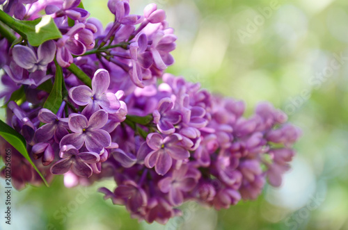 A beautiful cluster of vibrant purple lilac blossoms in full bloom. The image features a shallow depth of field with a soft, blurred green background, capturing the essence of sprin